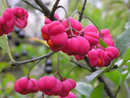 Photograph of pink-coloured berries on a bush
