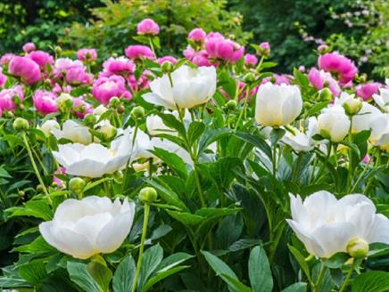 Best of Hampshire Gardens at Fareham Library