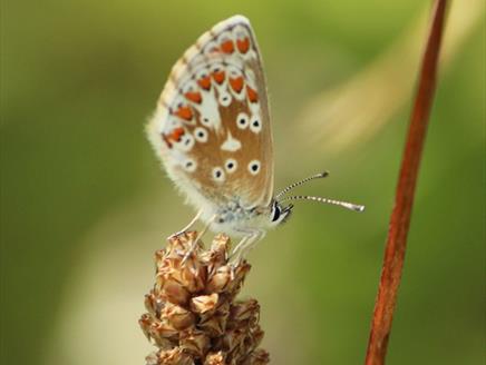 Picture of a butterfly for BioBlitz