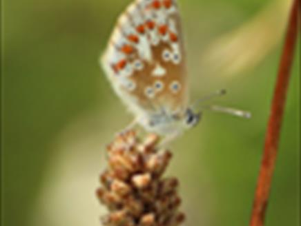 Biodiversity Breakfast at Hawk Conservancy Trust