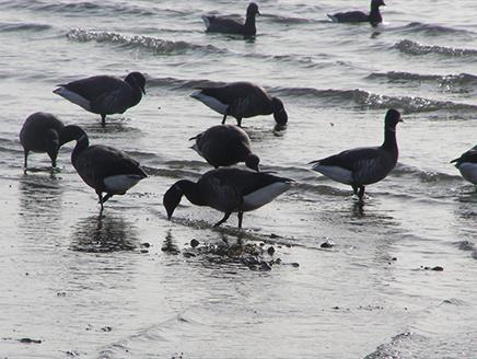 Walking with Waders