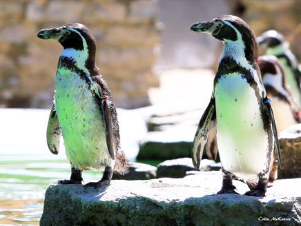 Easter at Birdworld