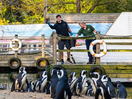 Feeding Penguins at Birdworld