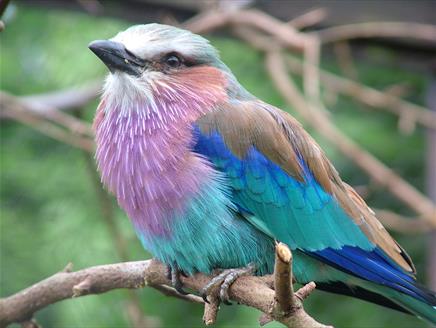 Birdworld at 50