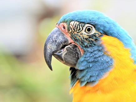 Parrot Play & Ball at Birdworld