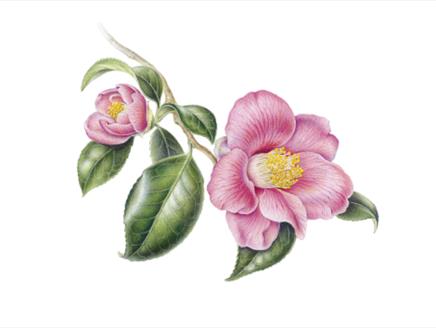 Botanical Painting Workshop: Camellias at Exbury Gardens & Steam Railway