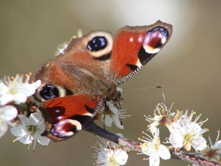 Family Workshop - Make a Butterfly House at Exbury Gardens & Steam Railway
