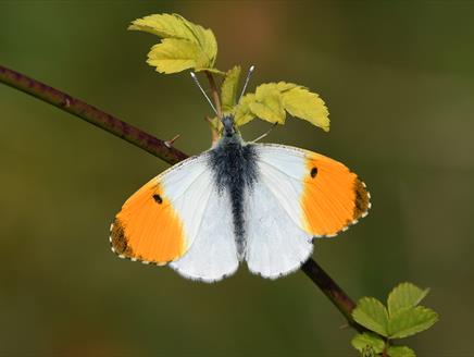 Butterfly Day at Gilbert White's House