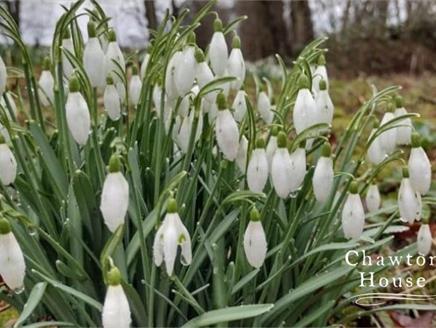 Snowdrop Sundays at Chawton House