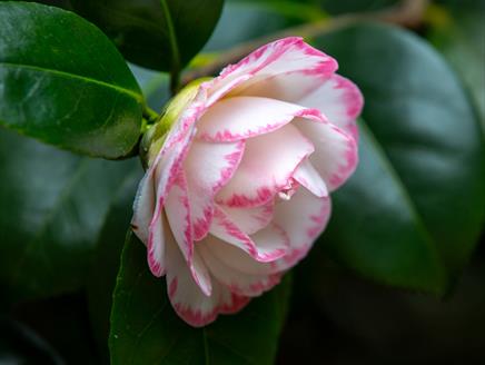 Seasonal Spotlight tours - Camellias at Exbury Gardens & Steam Railway