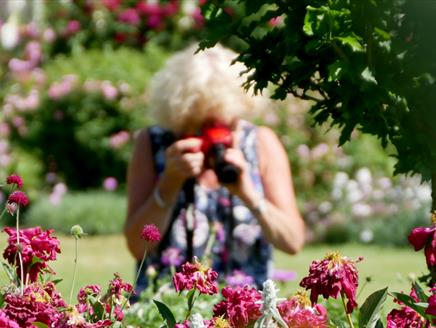 A Good Year for the Roses exhibition at Mottisfont
