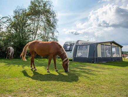 Camping New Forest