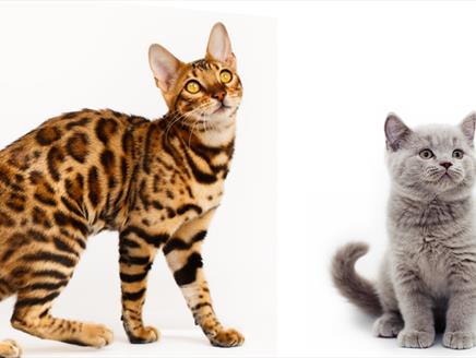 Three Counties Championship Cat Show