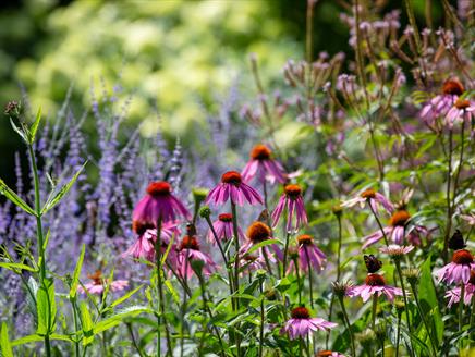 Seasonal Spotlight tours - Summer Perennials at Exbury Gardens & Steam Railway