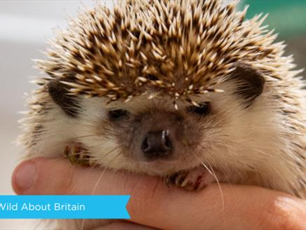 Wild about Britain at Sky Park Farm