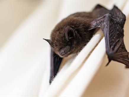 Bat Walks at Lepe Country Park