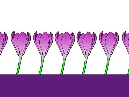 250,000 Purple Crocuses in Bloom at Sir Harold Hillier Gardens Gardens