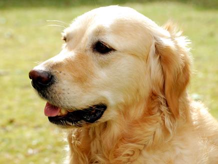 Super Pet Dog Show at Queen Elizabeth Country Park