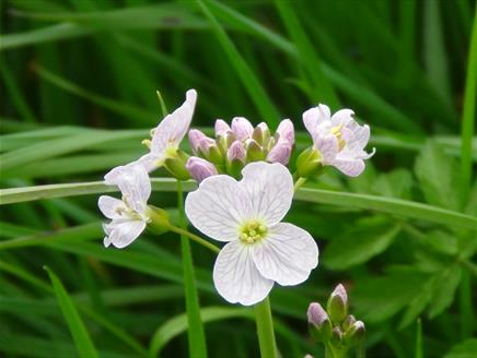 Spring New Forest Foraging Courses