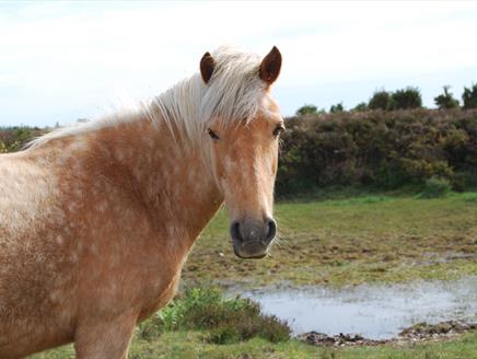 Wild Food UK New Forest Forgaging