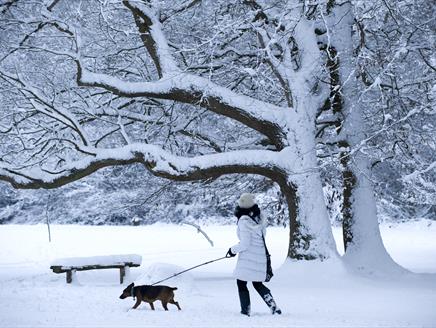 Winter Walks at The Vyne