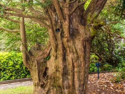 Seasonal spotlight tours - Veteran Trees at Exbury Gardens & Steam Railway