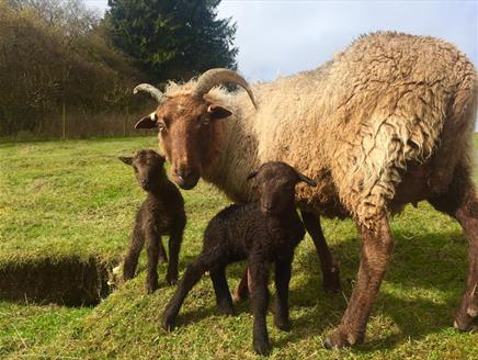 Spring Time Easter Activities at Butser Ancient Farm