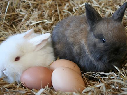 Easter Farm Fun and Flower Pots at Longdown Activity Farm