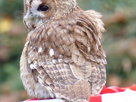 Evening Owls at Christmas at Hawk Conservancy Trust