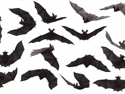 Bat Night at Gilbert White's House & Gardens