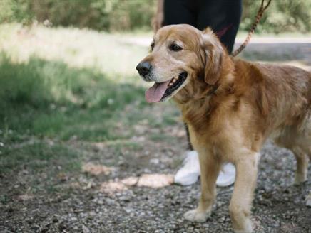 Dog Show at Gilbert White's House & Gardens