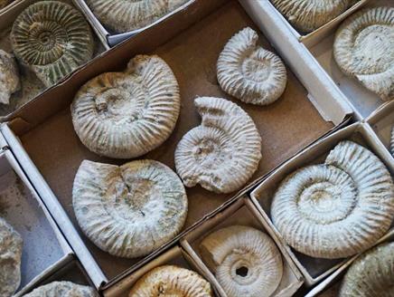 Fossil Day at Gilbert White's House & Gardens