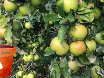 Gilbert's Garden: Fruit Picking Day