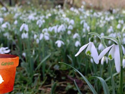 Gilbert's Garden: Snowdrops at Gilbert White's House & Gardens