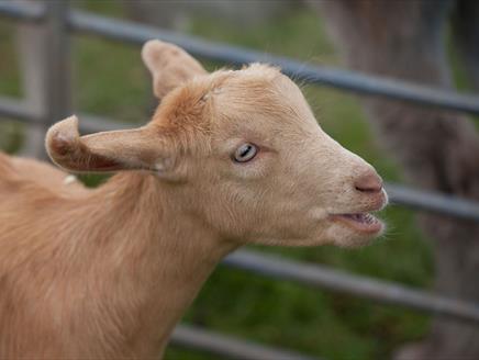 Farm at the Fort - free half term fun at Royal Armouries Fort Nelson
