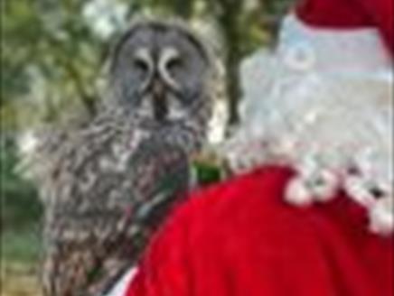 Father Christmas with Owl