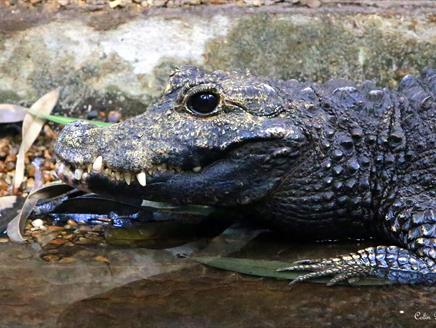Father's Day at Birdworld