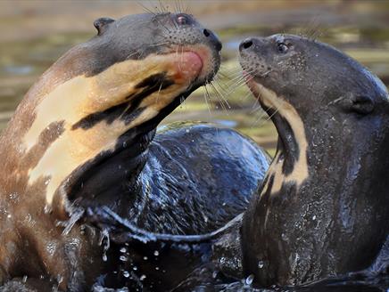 Februray Half Term at New Forest Wildlife Park