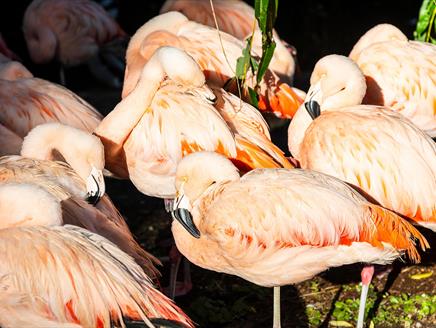 Flamingos at Birdworld