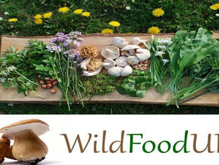 Foraging with Wild Food UK
