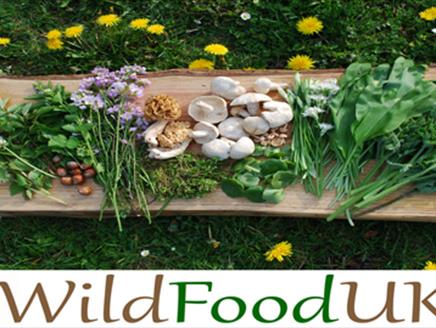 Foraging with Wild Food UK at Queen Elizabeth Country Park Visitor Centre
