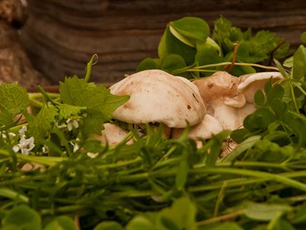 Queen Elizabeth Country Park Foraging Courses