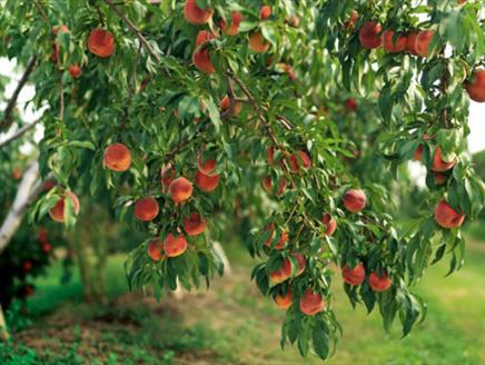 Fruit Pruning at Minstead Study Centre
