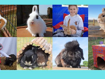 Summer Workshops at Furlock Holmes Animal Rescue