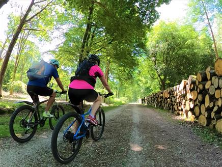 The Old Railway Line Cycling Tour in the New Forest