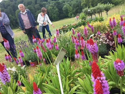 Unsual Plant Sale