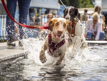 Goodwoof – a dog event unlike any other for the whole family at Goodwood House
