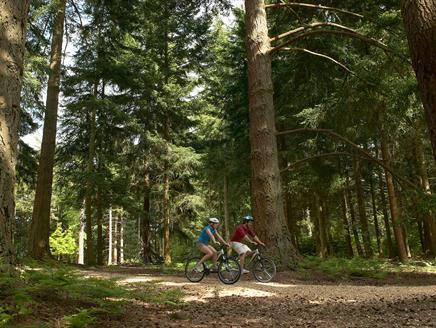 Gravel Cycle Trail Circular Route from Brockenhurst, New Forest