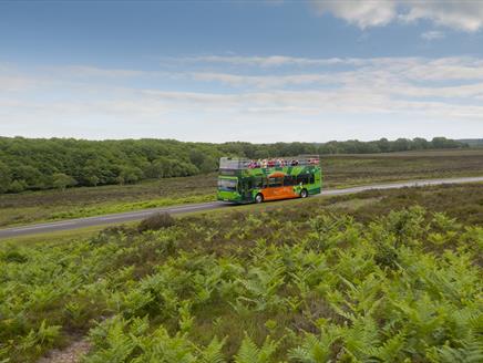 New Forest Tour Bus