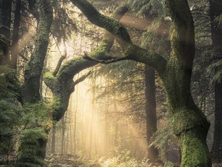 Woodland trees - The Sixteen: The Choral Pilgrimage 2022